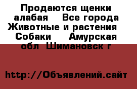 Продаются щенки алабая  - Все города Животные и растения » Собаки   . Амурская обл.,Шимановск г.